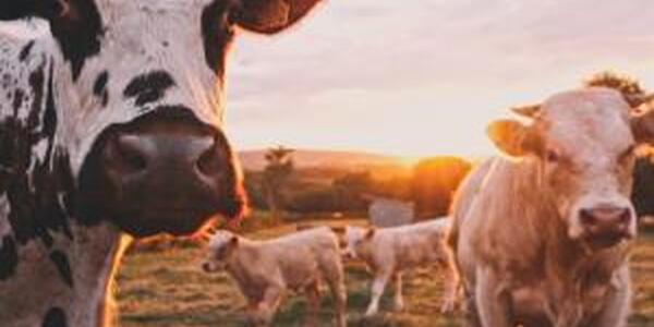 cows backlit by a sunrise